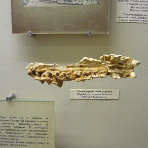 Sogdohyrax soricus skull fragment