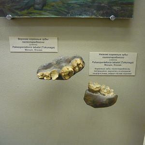 Palaeoparadoxia tabatai teet (casts)