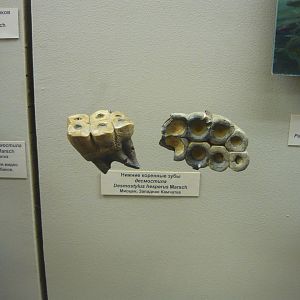 Desmostylus hesperus teeth