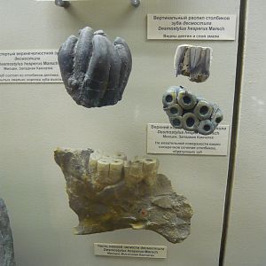 Desmostylus hesperus teeth and jaw fragment