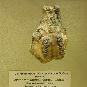 Castor tamanensis skull (cast)