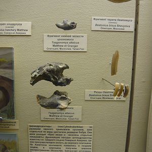 Tsaganomys altaicus skull fragments and Beatomus bisus incisors