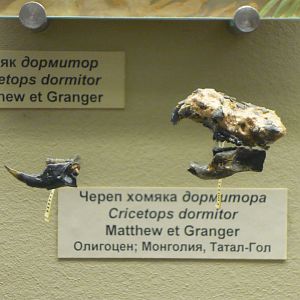 Cricetops dormitor skull