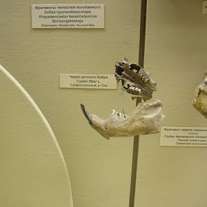 Subfossil Eurasian beaver skull and mandible, Propaleocastor kazachstanicus jaw fragments