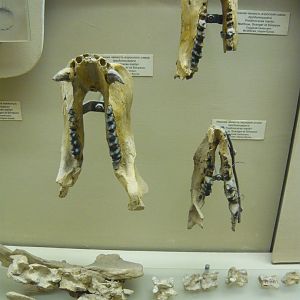 Prodinoceras martyr lower jaws