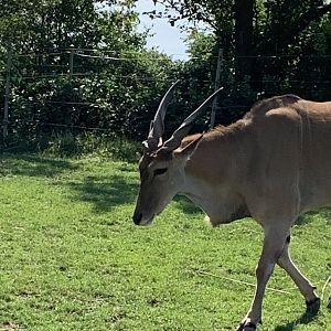 Common Eland 2021