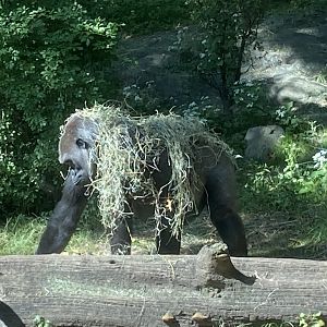 Gorilla draped in hay