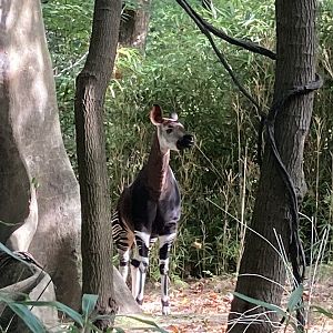 Okapi