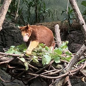 Tree Kangaroo