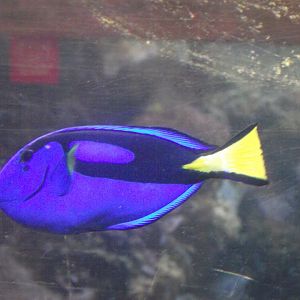 Palette Surgeonfish - Zooparc de Beauval - 08/2020