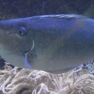 Bluespine Unicornfish - Zooparc de Beauval - 08/2020