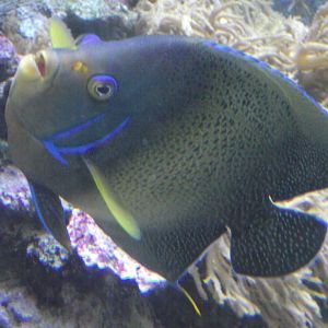 Blue Koran Angelfish - Zooparc de Beauval - 08/2020