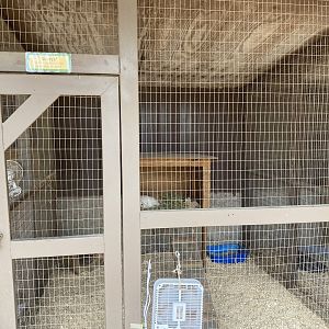 Albino Striped Skunk Exhibit
