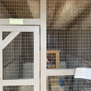 Domestic Ferret Exhibit