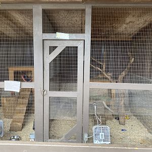 Northern Raccoon Exhibit