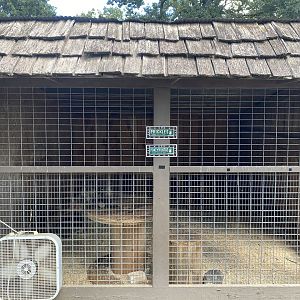 North American Porcupine Exhibit