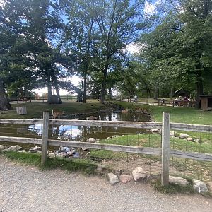 White-Tailed Deer/Sulcata Tortoise/Domestic Duck/Domestic Chicken Exhibit