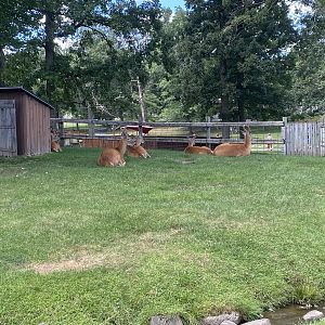 White-Tailed Deer/Sulcata Tortoise/Domestic Duck/Domestic Chicken Exhibit