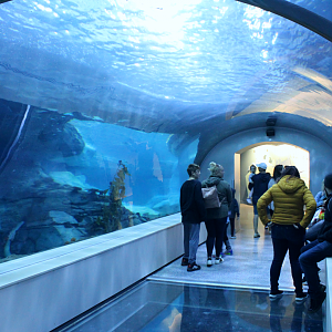 Polk Penguin Conservation Center - Underwater Viewing Tunnel
