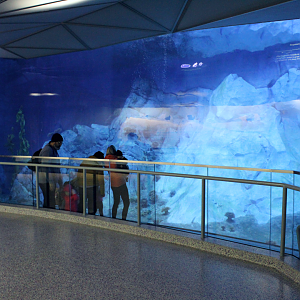 Polk Penguin Conservation Center - Underwater Viewing