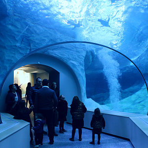 Polk Penguin Conservation Center - Underwater Viewing Tunnel