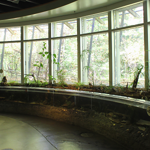 National Amphibian Conservation Center - Michigan Stream Exhibit