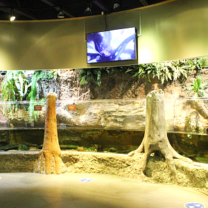 National Amphibian Conservation Center - Eastern Hellbender Exhibit
