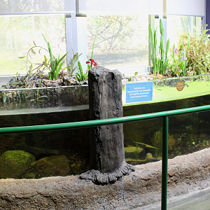 National Amphibian Conservation Center - Open-topped Exhibits
