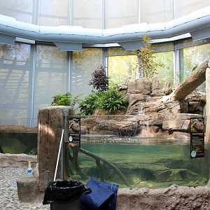 National Amphibian Conservation Center - Japanese Giant Salamander Exhibit (Under Maintenance)