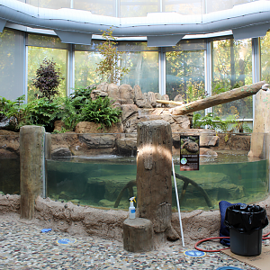 National Amphibian Conservation Center - Japanese Giant Salamander Exhibit (Under Maintenance)