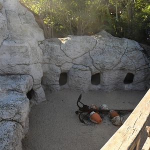 African Penguins exhibit