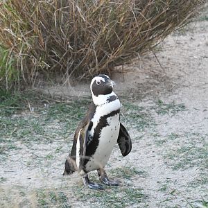 African Penguin