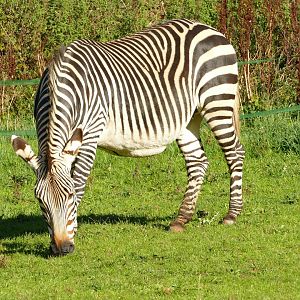 Hartmann's Mountain Zebra mare, October 2022