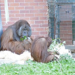 Bornean orangutans, October 2022