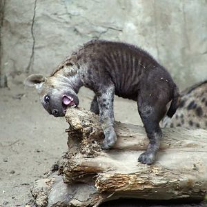Spotted Hyena Pup