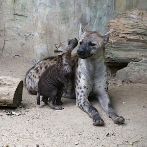 “I have something to tell you, mom!”