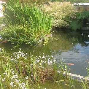 Dyrenes Verden - Koi pond