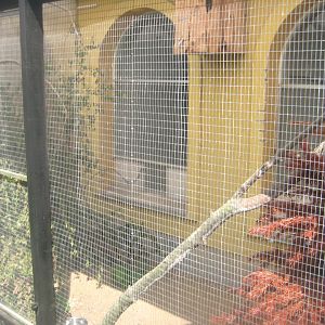 Dyrenes Verden - Owl aviary #1