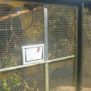 Dyrenes Verden - Tamarin exhibit
