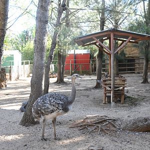 Lesser Rhea and Patagonian Maras paddock