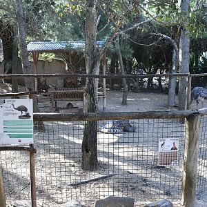 Lesser Rhea and Patagonian Maras paddock
