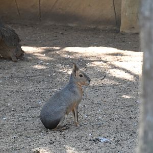 Patagonian Mara