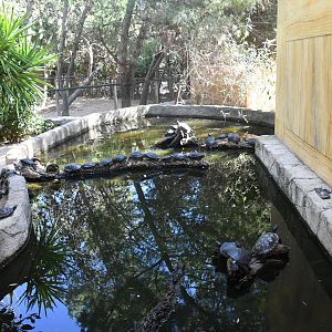 Turtle pond