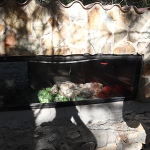 African Spurred Tortoises den