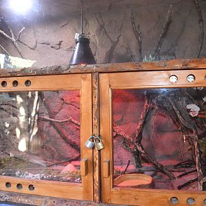 Green Tree Python exhibit (in the Reptile House)