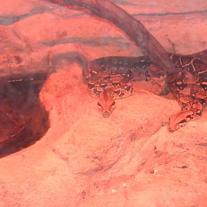 Boa Constrictors