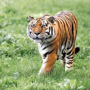 Straight down the lens