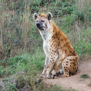Spotted Hyena