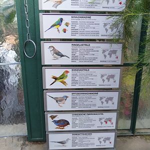 Wintergarten - Estrildid finches aviary