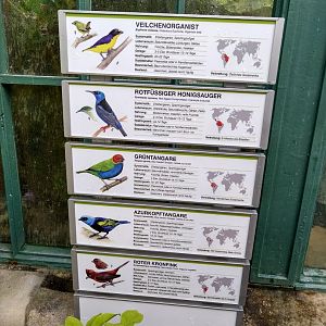 Winter garden - South America rainforest aviary